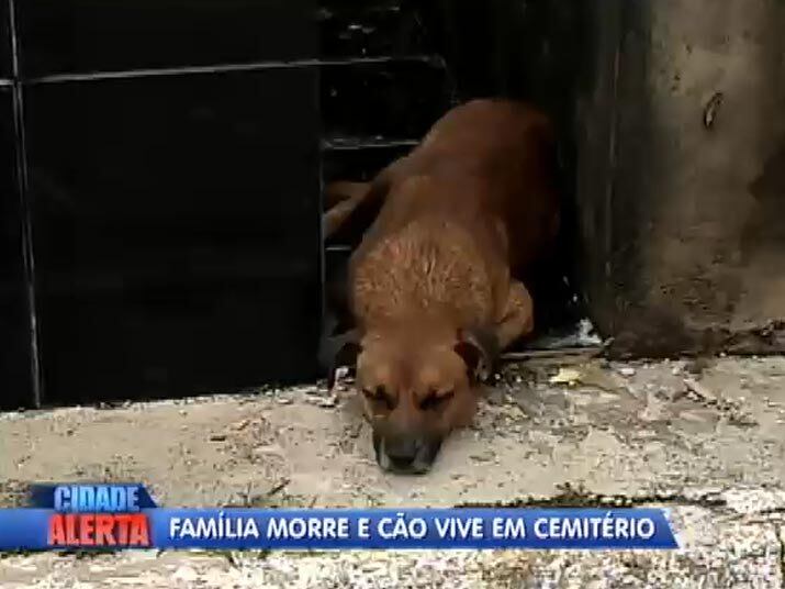A lealdade do animal fez com que os funcionários do cemitério se motivassem a comprar comida e dar carinho. Assista ao vídeo!