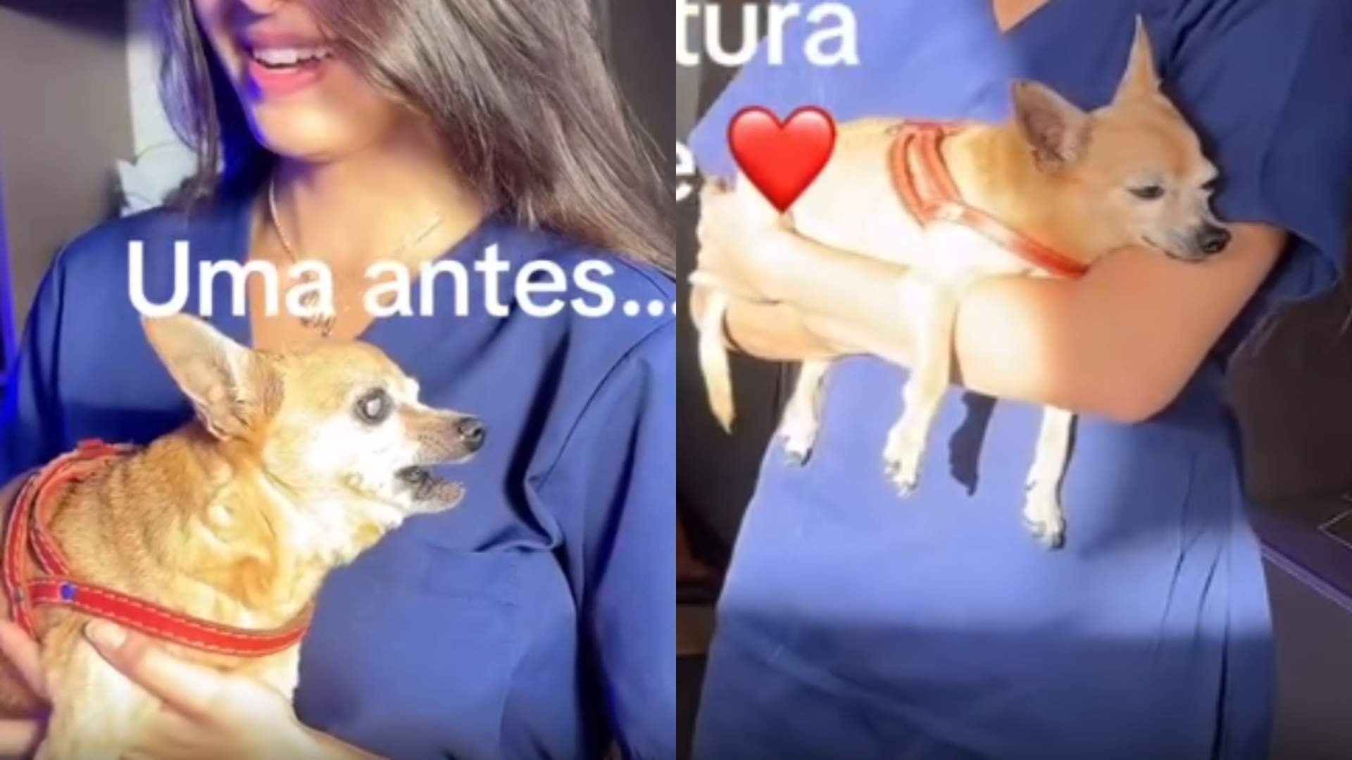 Cachorro Gugu relaxa com Marisa Monte