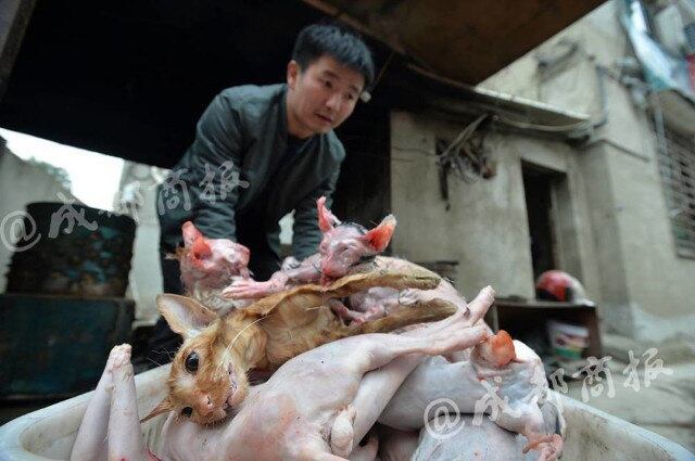 Ele, sorrateiramente, conduzia os animais para um matadouro no campo. O site Shangai Ist se baseou em reportagem do Chengdu Business Daily