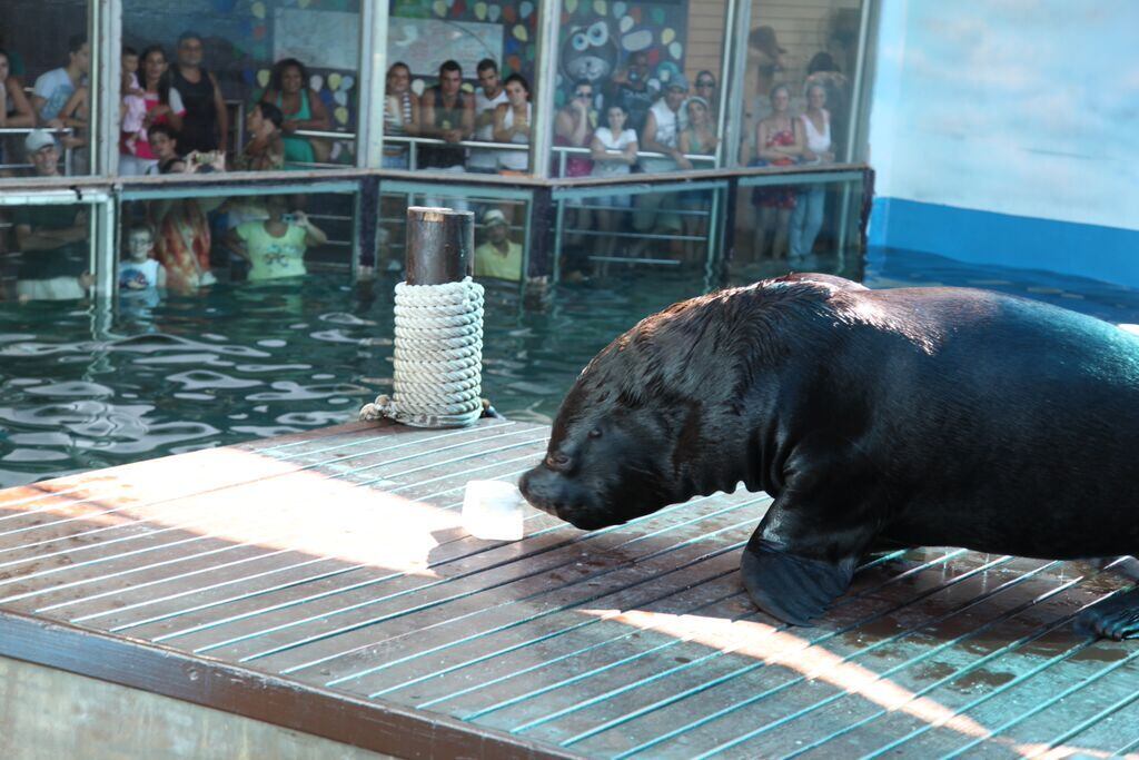 O Aquário de Santos completa 70 anos nesta quinta-feira (2). No dia 02 de julho de 1945, o então presidente da
República, Getúlio Vargas, esteve presente na inauguração. Considerado o mais antigo do Brasil, o espaço tem
centenas de espécies nativas e exóticas de aves, peixes, invertebrados e
répteis