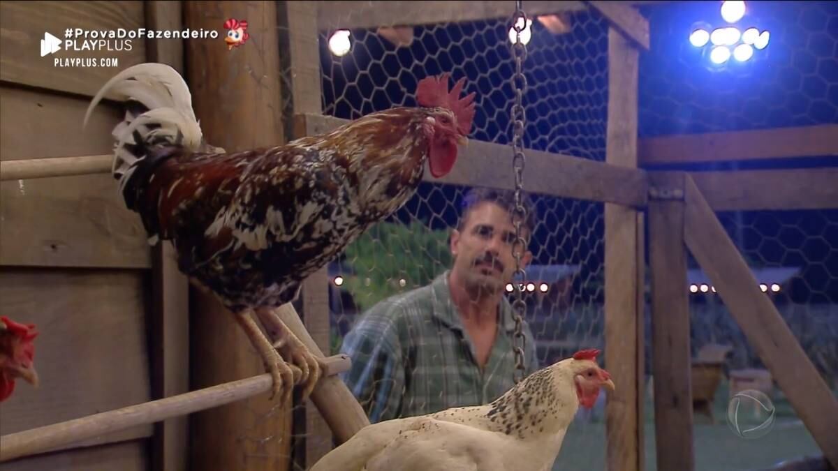 O galo também foi protagonista da estadia dos moradores do espaço. Ele não deixava os peões dormirem, cantando em horários alternados