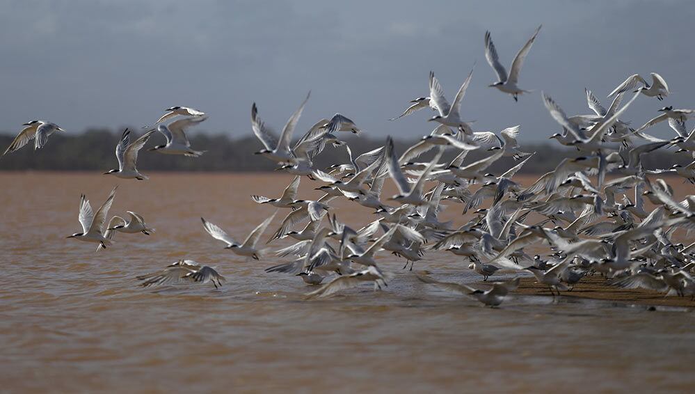 A onda de lama percorreu 650 km de rio desde o rompimento da barragem de Mariana (MG), no dia 5. O desastre
deixou 8 mortos identificados, 4 mortos não identificados e 11 pessoas
desaparecidas.
Equipes do Tamar vinham retirando diariamente os ovos colocados pelas
tartarugas na praia de Regência, numa média de 40 ninhos por noite. O local
continuará a ser monitorado, para ver como as tartarugas reagem à presença da
lama