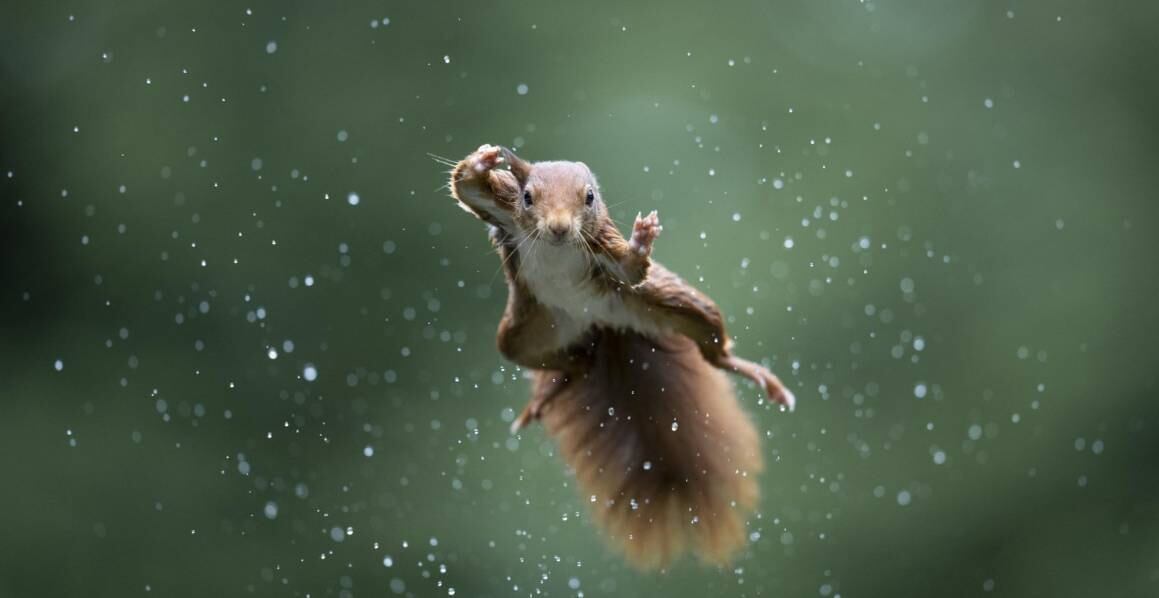 Saia que eu estou chegando! Esse esquilo deu o salto do século durante a chuva 