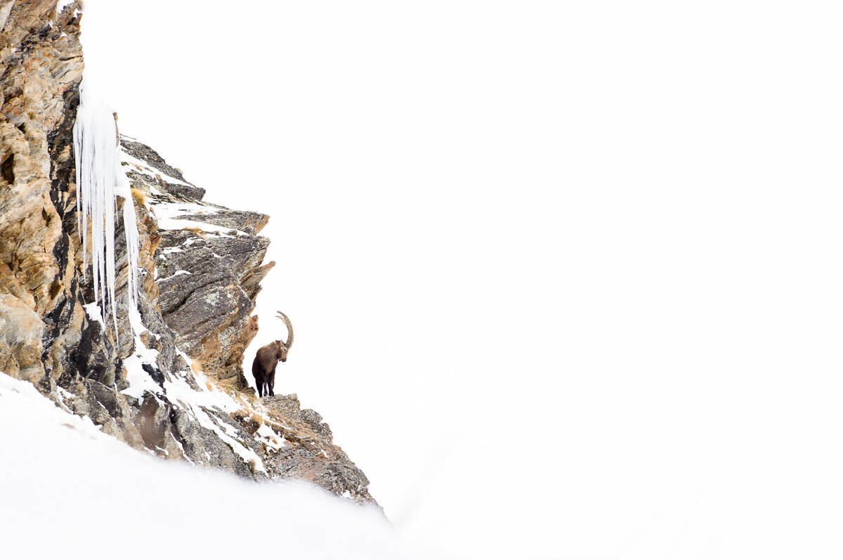 A imagem ganhadora da categoria de mamíferos mostra um íbex aplino olhando para a neve. A bela foto foi tirada por Emanuele Biggi