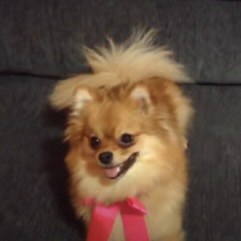5. Lulu da Pomerânia (Spitz Alemão) - Longevidade: 15 anos (máximo)