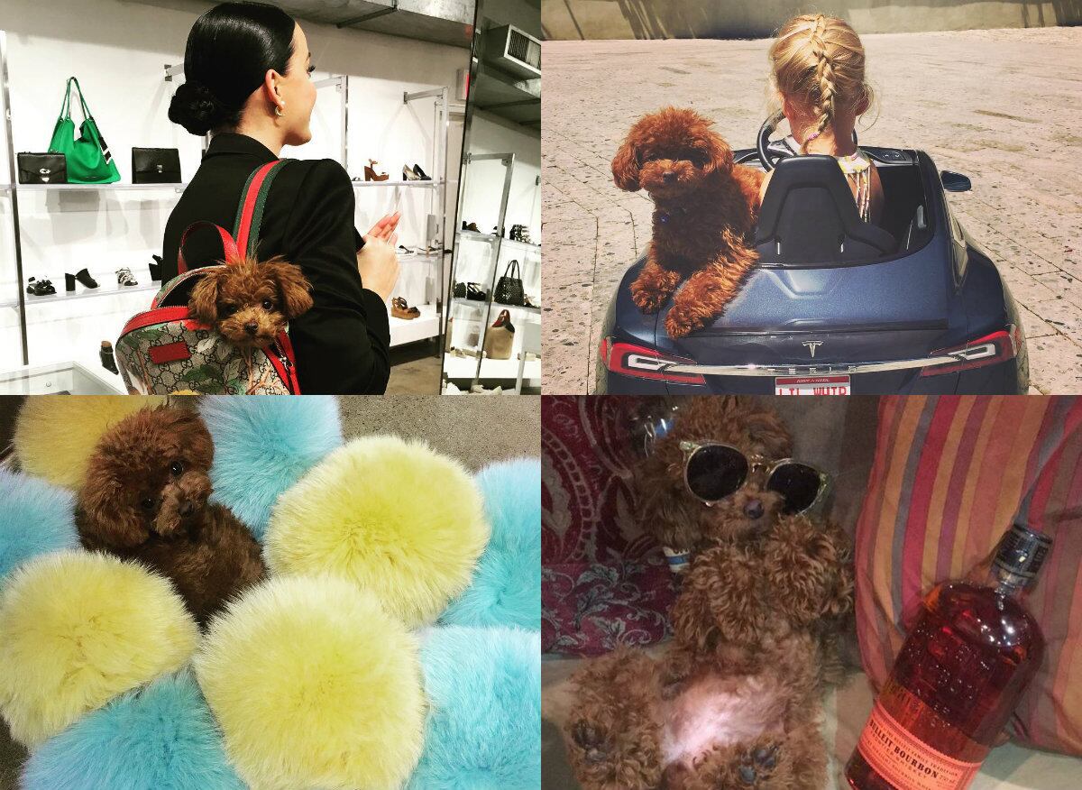 Cachorro Katy Perry