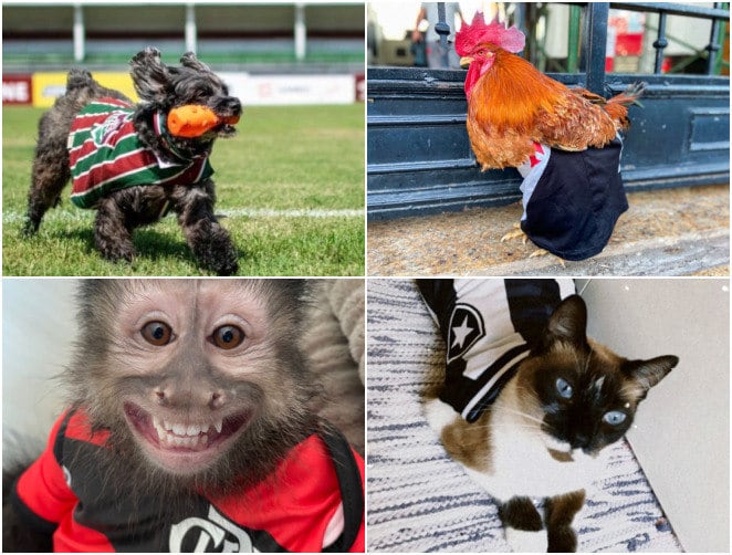 Os times de futebol do Rio de Janeiro contam com um reforço a mais na torcida. Entre histórias de sucesso, fama e superação, eles arrancam olhares por onde passam. Os quatro maiores clubes da cidade são representados, dessa vez, por uma torcida animal. Seja nos estádios, nas redes sociais ou em família, a bicharada ensina que o verdadeiro espírito esportivo vai além da competitividade
*Sob supervisão de PH Rosa