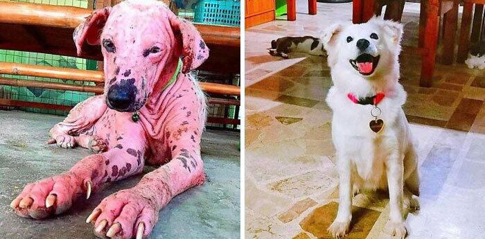 Este cãozinho passou por uma transformação inacreditável depois de receber cuidado e amor