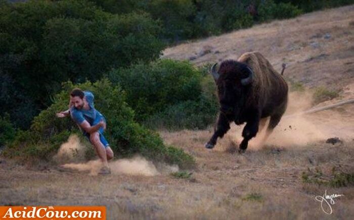 É melhor ele saber dar um olé nesse búfalo, pois se ele tentar correr...