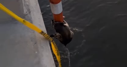 Vídeo do resgate rapidamente se espalhou nas redes sociais