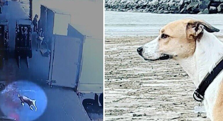 Vídeo registra momento em que Pandora passa por área de cargas de aeroporto