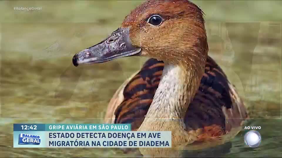 SP registra primeiro caso de gripe aviária em 2025