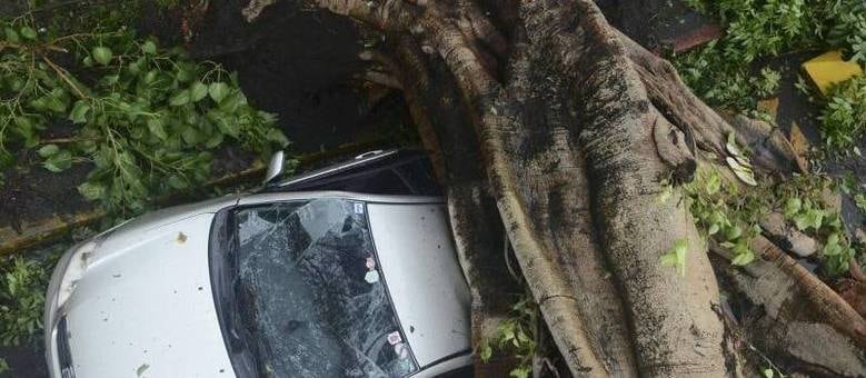 Várias árvores caíram durante a passagem do tufão
