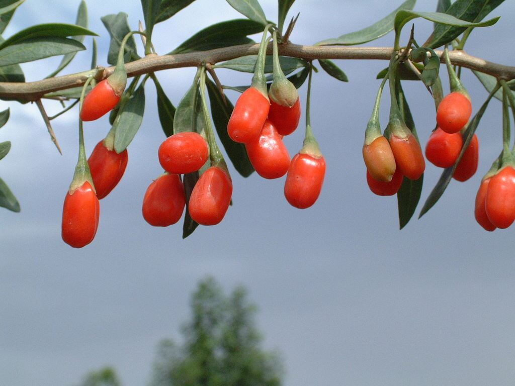 

Entre
os outros benefícios desta frutinha chinesa, estão: melhora no controle
glicêmico, redução no colesterol ruim, redução o risco de doenças
cardiovasculares (assim como as demais frutas da família berry), reduzir a
perda de massa magra e a fadiga após exercício físico (o goji é rico em
aminoácidos de alto valor biológico) e melhora o sono (fonte de triptofano)