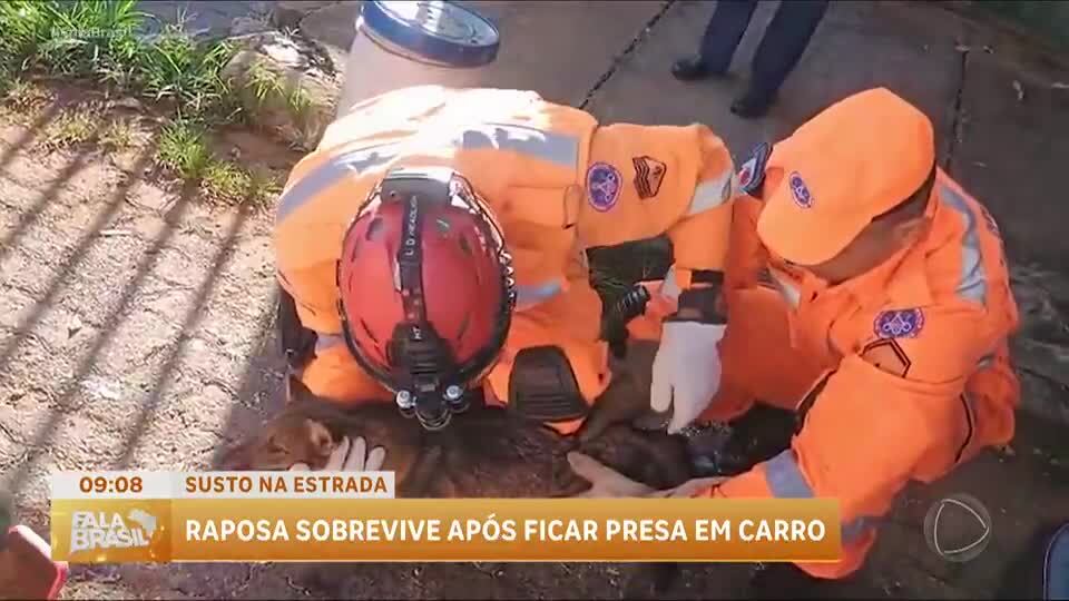 Raposa é resgatada após ser atropelada e ficar presa embaixo de carro em MG