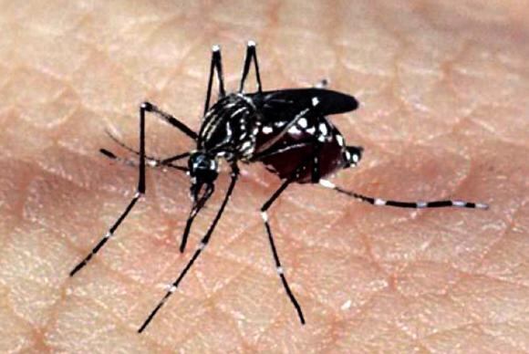Aedes é o transmissor de febre amarela, dengue, zika e chikungunya