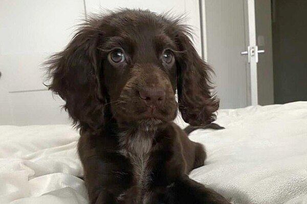 Essa é Mabel, uma cachorrinha que virou um enorme sucesso nas redes por causa de seus longos e charmosos cílios. E eles são 100% naturais! Veja mais de perto todo charme dessa cocker spaniel