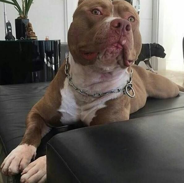 E você, encararia o Thor?