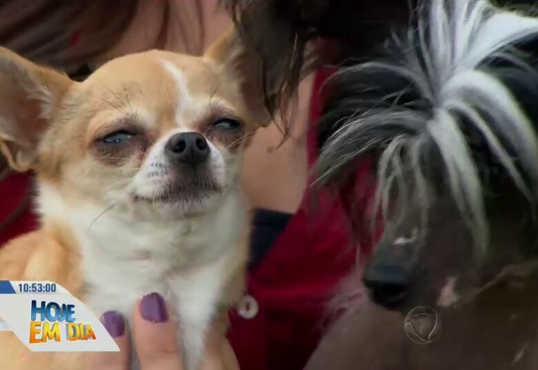 A grande vencedora do concurso não tem uma raça definida,
pois é resultado da mistura de um chiuaua com um cão cristado chinês, ou seja,
duas raças bastante diferentes

• Assista ao Hoje em Dia na íntegra? Acesse o R7.com/Play 
