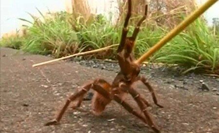 Aranhas ficam nervosas e reagem quando incomodadas