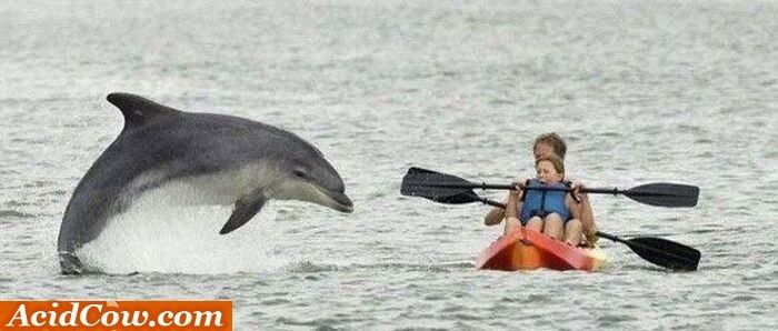 Se fosse uma baleia seria pior, mas golfinhos são espertos. Eles podem estar planejando te matar nesse momento, e você nem sabe!