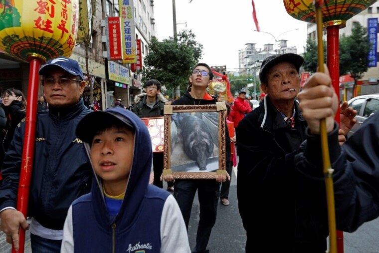 Grupos de proteção animal dizem que o processo de engorda dos animais é cruel. Um porco criado para a cerimônia pode pesar mais de 800 kg (1763 libras), quase 1 tonelada, muito acima do peso normal, de 120 kg, do animal