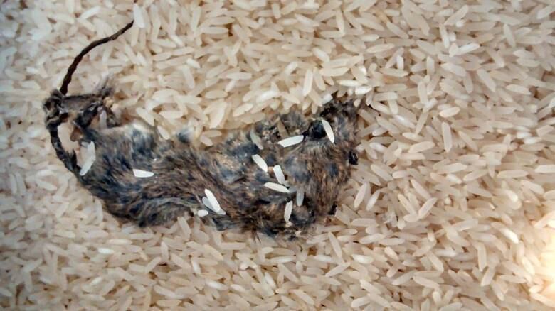 
Nesta sexta-feira (16),
o R7 DF mostrou o caso de uma consumidora que encontrou um rato morto em um
pacote de arroz. No mesmo dia que fez a compra, a mulher decidiu abrir o
pacote, que estava lacrado, e teve a desagradável surpresa