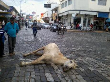 Corpo de cavalo morto aguarda remoção no centro de São Lourenço
