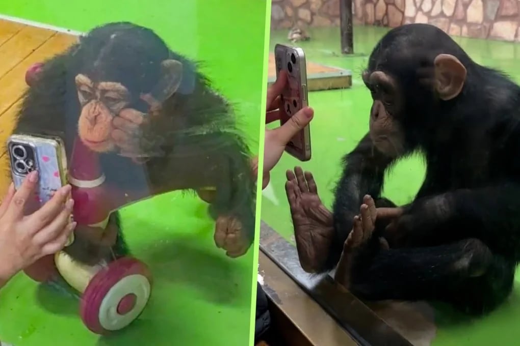 Administração do parque não informou se houve alterações no manejo do chimpanzé