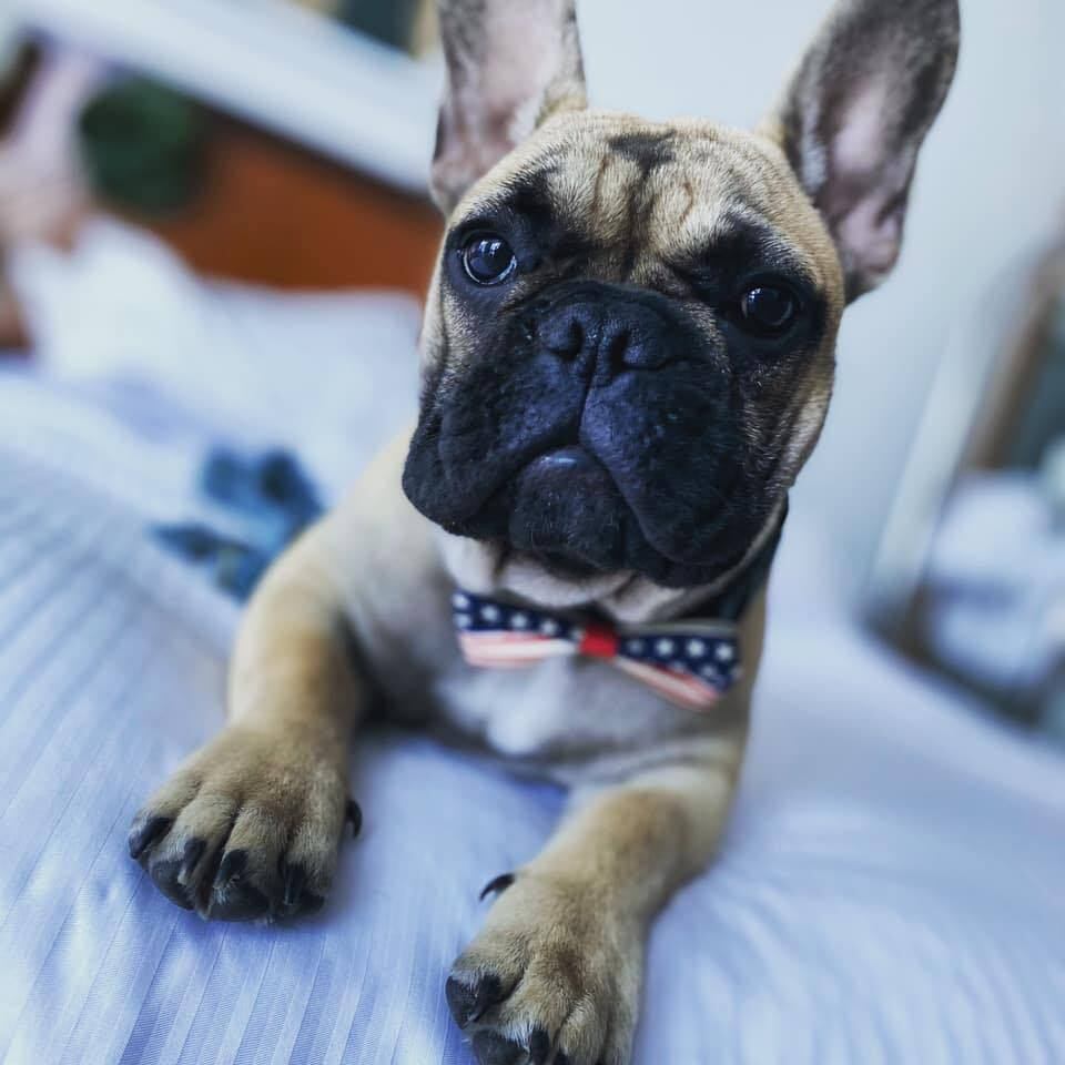 Wilbur é o novo prefeito de um vilarejo