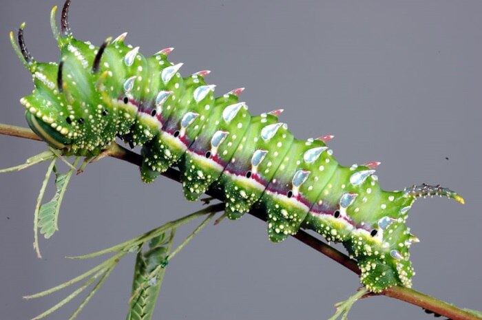 Espécie: Hubbard’s Small Silkmoth