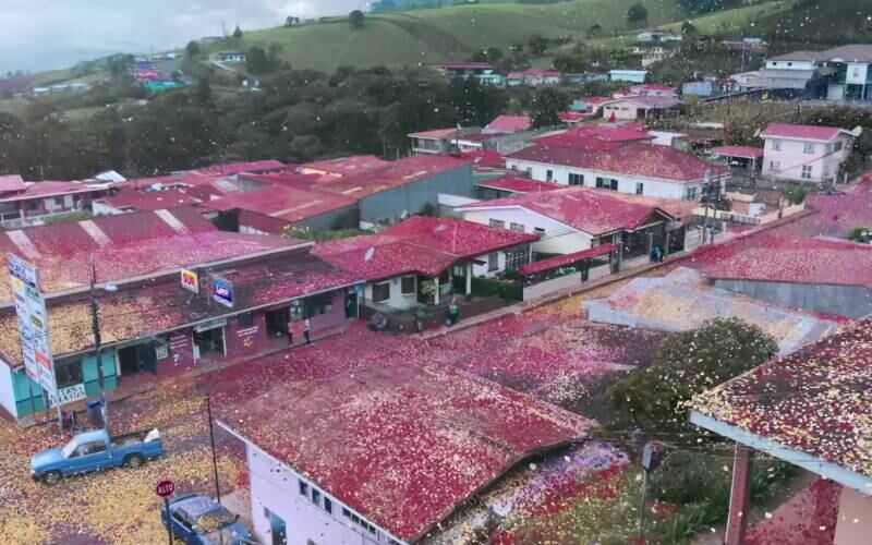 A ideia era cobrir a área perto do vulcão Irazú, localizado no centro da Costa Rica, com pétalas de flores