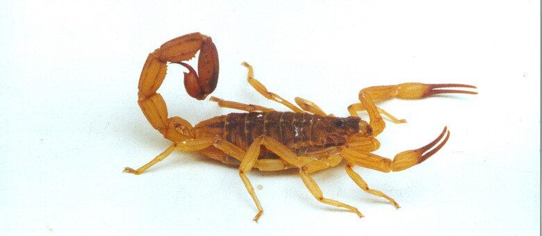 Escorpião amarelo, um perigo em São Paulo