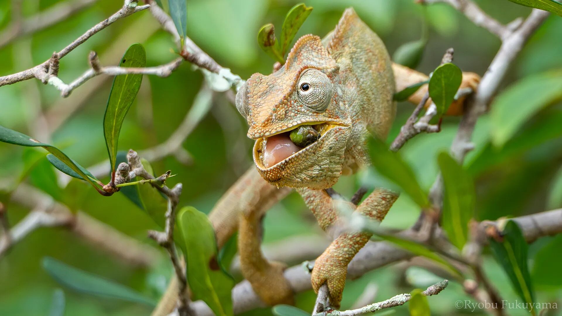 Um camaleão gigante malgaxe (Furcifer oustaleti) comendo um fruto da amendoeira de Madagascar
