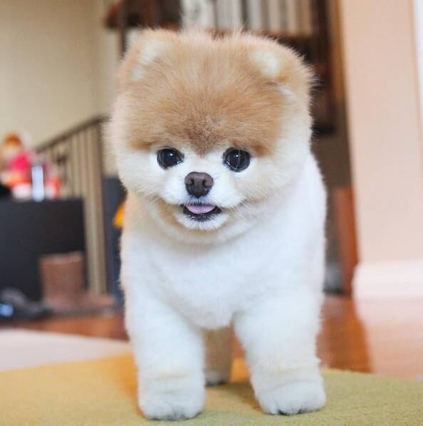 E desde 2010, ano que Boo conquistou a internet, até os dias atuais, Boo é querido por todos os seus seguidores, que querem acompanhar o seu dia a dia e ver suas fotos capazes de derreter qualquer coração
Acesse R7 Play e assista às íntegras dos seus programas favoritos da Rede Record
