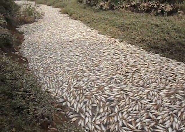 Rio ficou tomado pelos peixes mortos