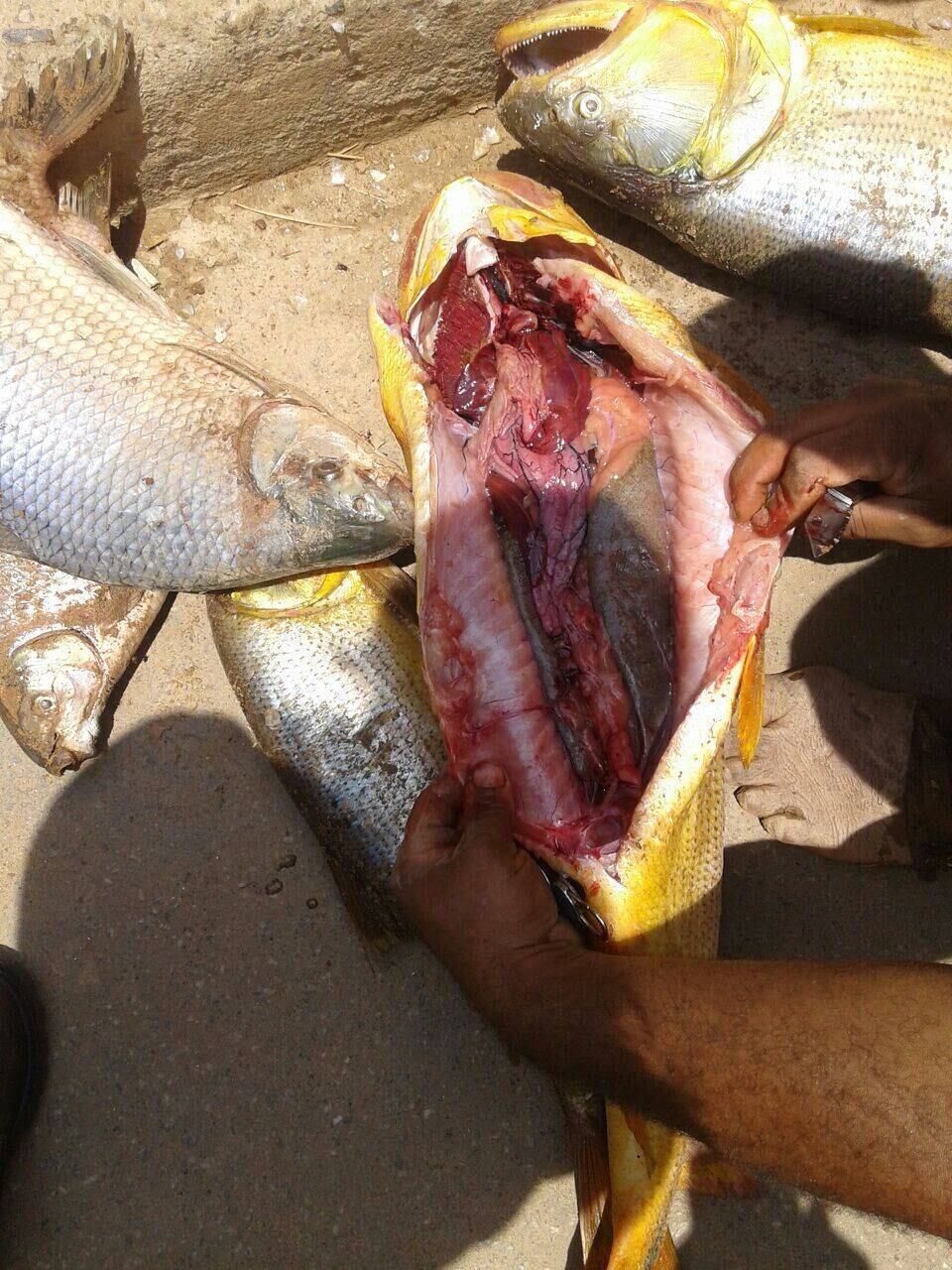 Analisando os animais manualmente, era possível ver claramente que suas
guelras estavam impregnadas de lama, segundo relato da Agência Estado. Mesmo
com os níveis de oxigênio da água dentro do normal, esse
"entupimento" das brânquias impede os peixes de respirar e eles
morrem asfixiados.
A mortandade de peixes, porém, é apenas "uma pontinha do
iceberg", diz o biólogo Paulo Ceccarelli, do Cepta (Centro Nacional de Pesquisa e
Conservação de Peixes Continentais), do ICMBio. O problema maior, e de
mais longo prazo, é a extinção do plâncton e de outros pequenos organismos que
formam a base da cadeia alimentar, que terá um efeito cascata sobre todo o
ecossistema, impactando desde os herbívoros aquáticos até os carnívoros
terrestres