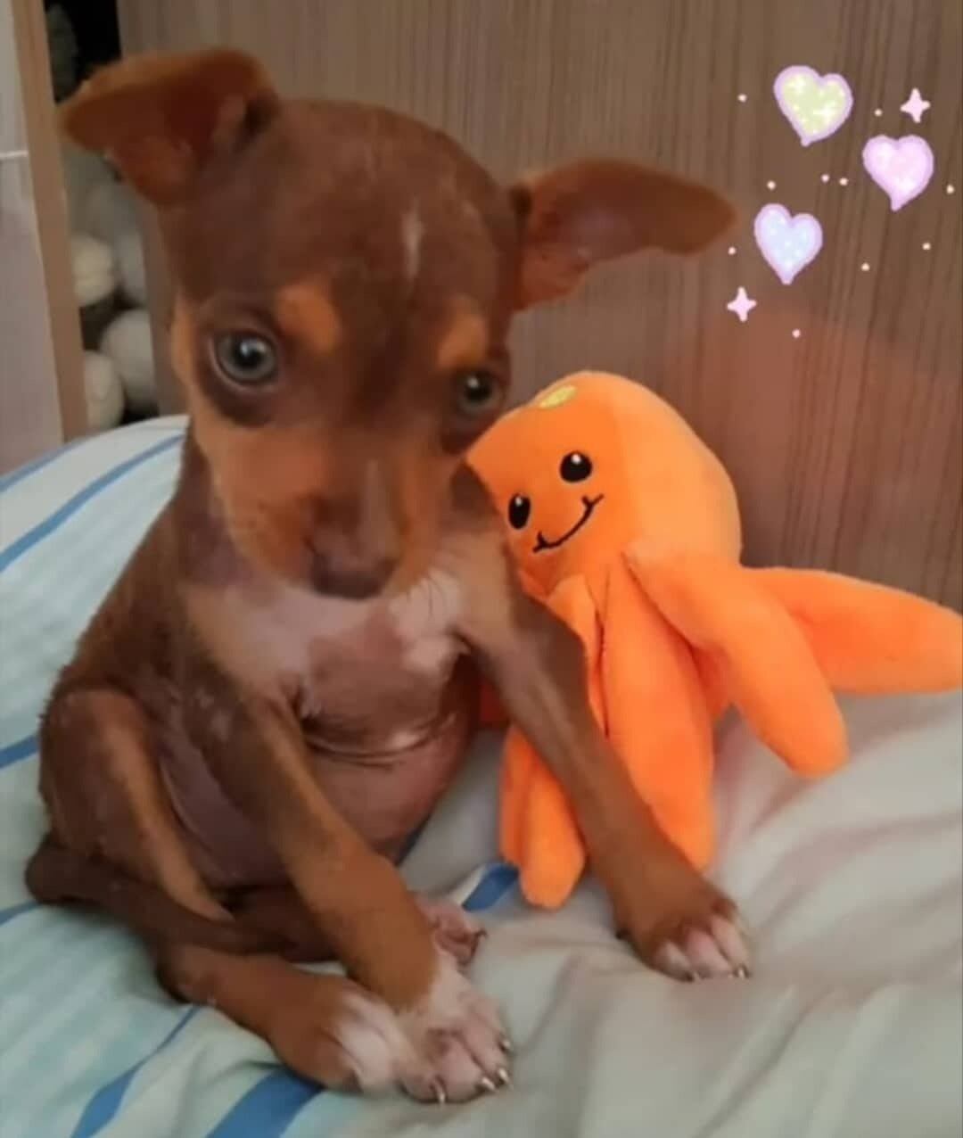 A "meliante" chegou na família com apenas três meses e hoje é a alegria da casa 