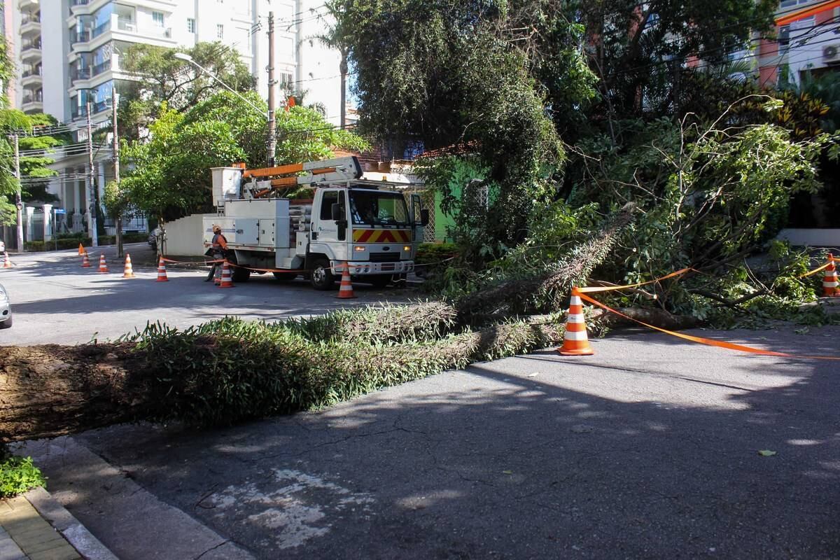 Árvore caída no Campo Belo, zona sul da capital paulista