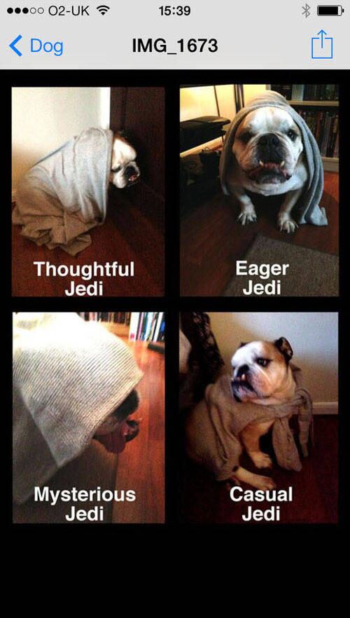 October é também conhecido pelo Tumblr Text from Dog, que mostra mensagens trocadas por cachorros em celulares