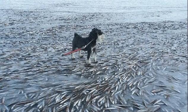 Com frio de -20º C, cão se diverte sobre cardume congelado na Noruega