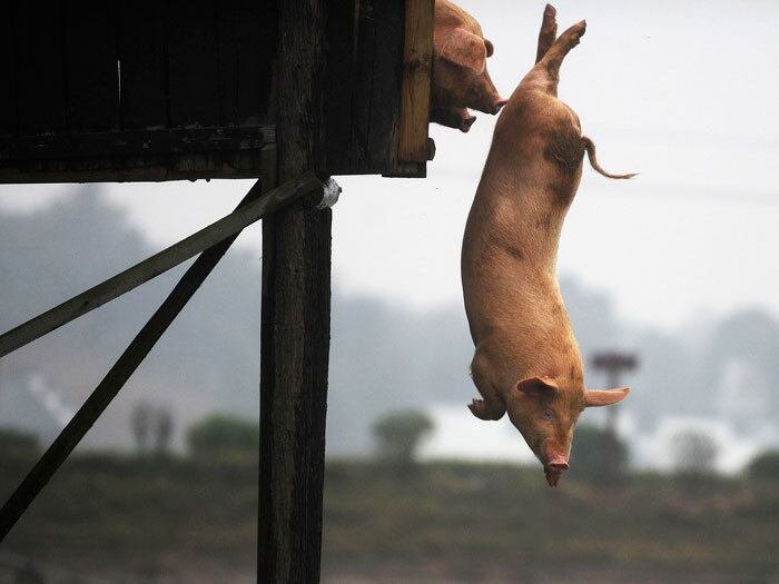 Porcos mergulham na água no distrito de Ningxiang, na Província chinesa de Hinan