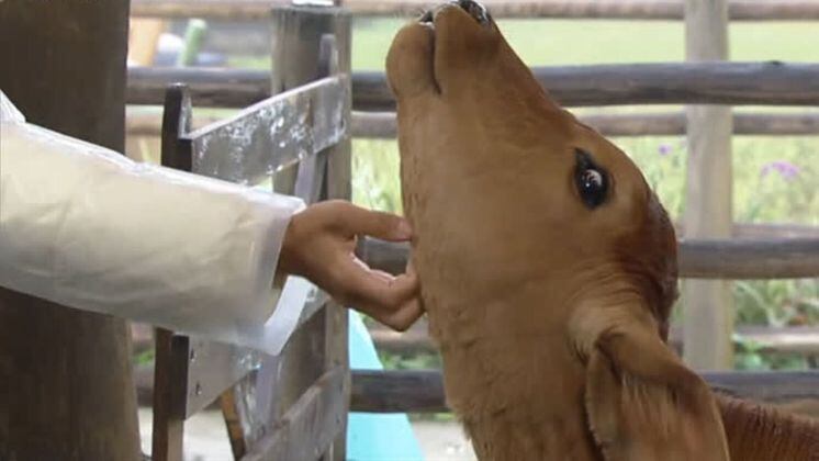 O bezerro não precisou de apelidos, já que atende pelo nome Bernardo! Os peões que têm contato com ele são os designados para o trato da vaca e do touro. Filhote em fase de amamentação, o bichinho atrai os carinhos da peãozada e não recusa um chamego 