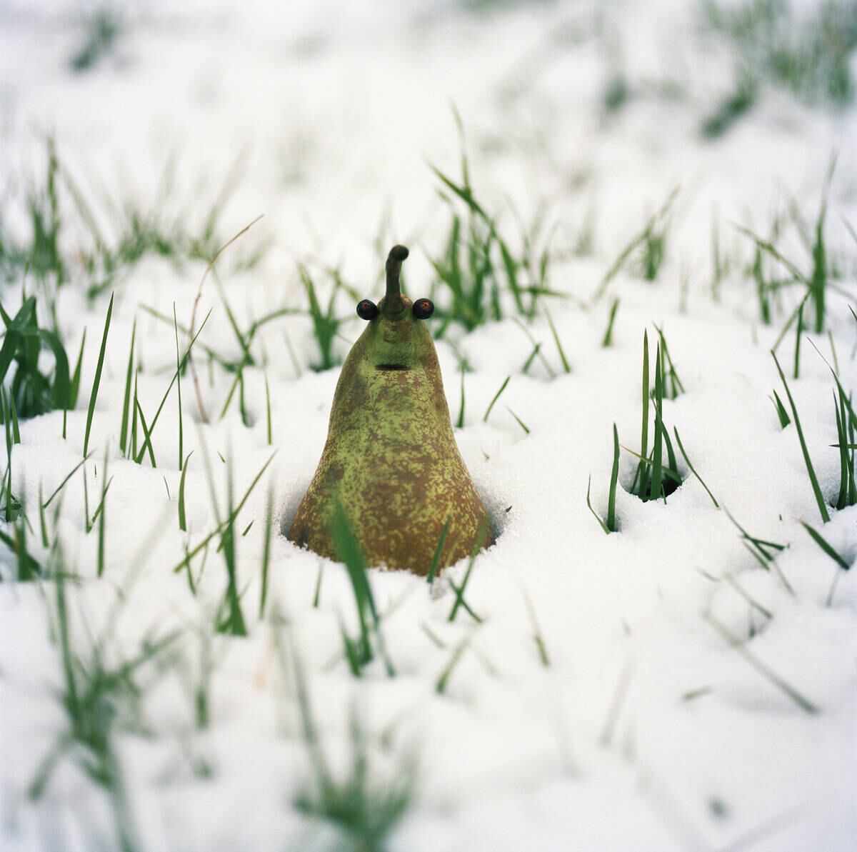 A exposição Os frutos da minha imaginação, em Paris, apresenta
fotografias de frutas e legumes transformados em animais ou personagens
insólitos. As obras são da fotógrafa francesa Christel Jeanne. Acima,
uma pera se torna o corpo de um caracol "perdido" no meio da neve/
fotografia Onde estou? 