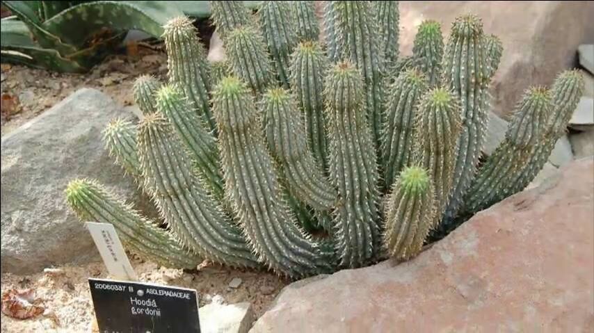 Mas não se anime tanto. Os Power Pops têm a vida proibida no Brasil. O motivo é que, na fórmula, está a Hoodia Gordoni. Uma planta parecida com um cacto e que existe em dois países africanos: Namíbia e África do Sul. Essa substância não é permitida pela ANVISA (Agência Nacional de Vigilância Sanitária)

+ Pacu caipira dá água na boca e é fácil de fazer! Aprenda a receita que é sucesso no Pantanal
+ Qual é o segredo? Descubra os Mitos e Verdades da deliciosa comida caipira
