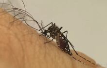 Nas primeiras semanas de 2025, RJ registra mais de 800 casos de dengue