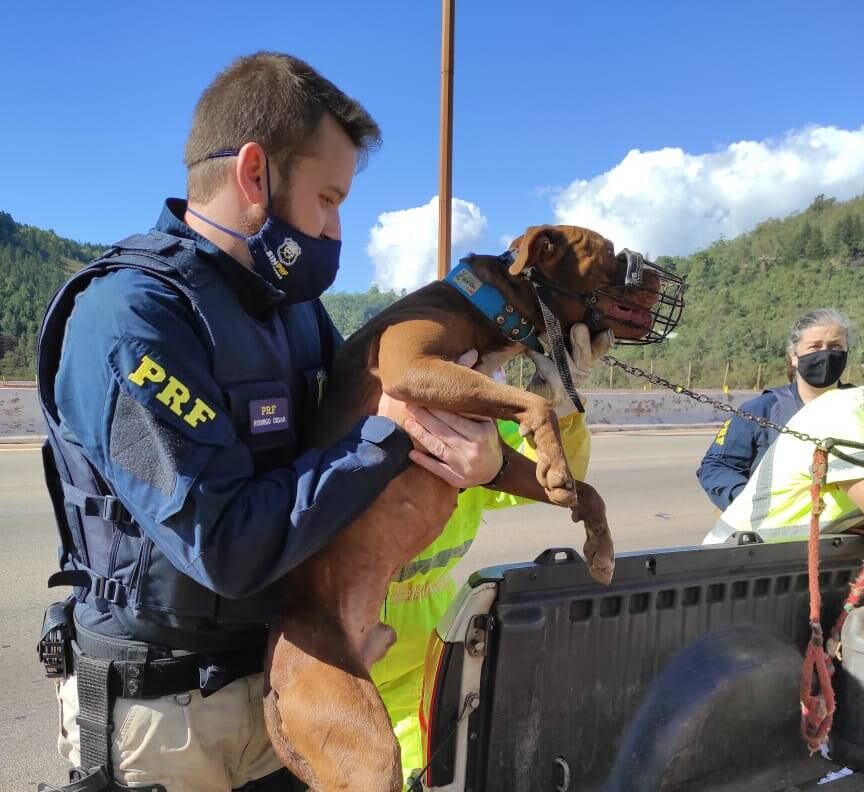 Segundo as informações da concessionária que administra a via, um motorista teria relatado a presença de um animal abandonado no Viaduto do Mutuca. Agentes da empresa e da PRF se deslocaram para o local e encontraram o cão amarrado a um dos postes de iluminação do viaduto