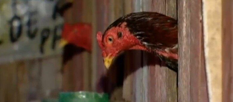 Polícia flagra rinha de galos em bar de Belém