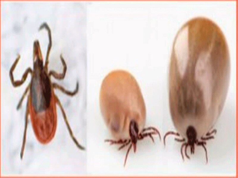 A febre maculosa é transmitida por carrapatos de boi ou cavalo