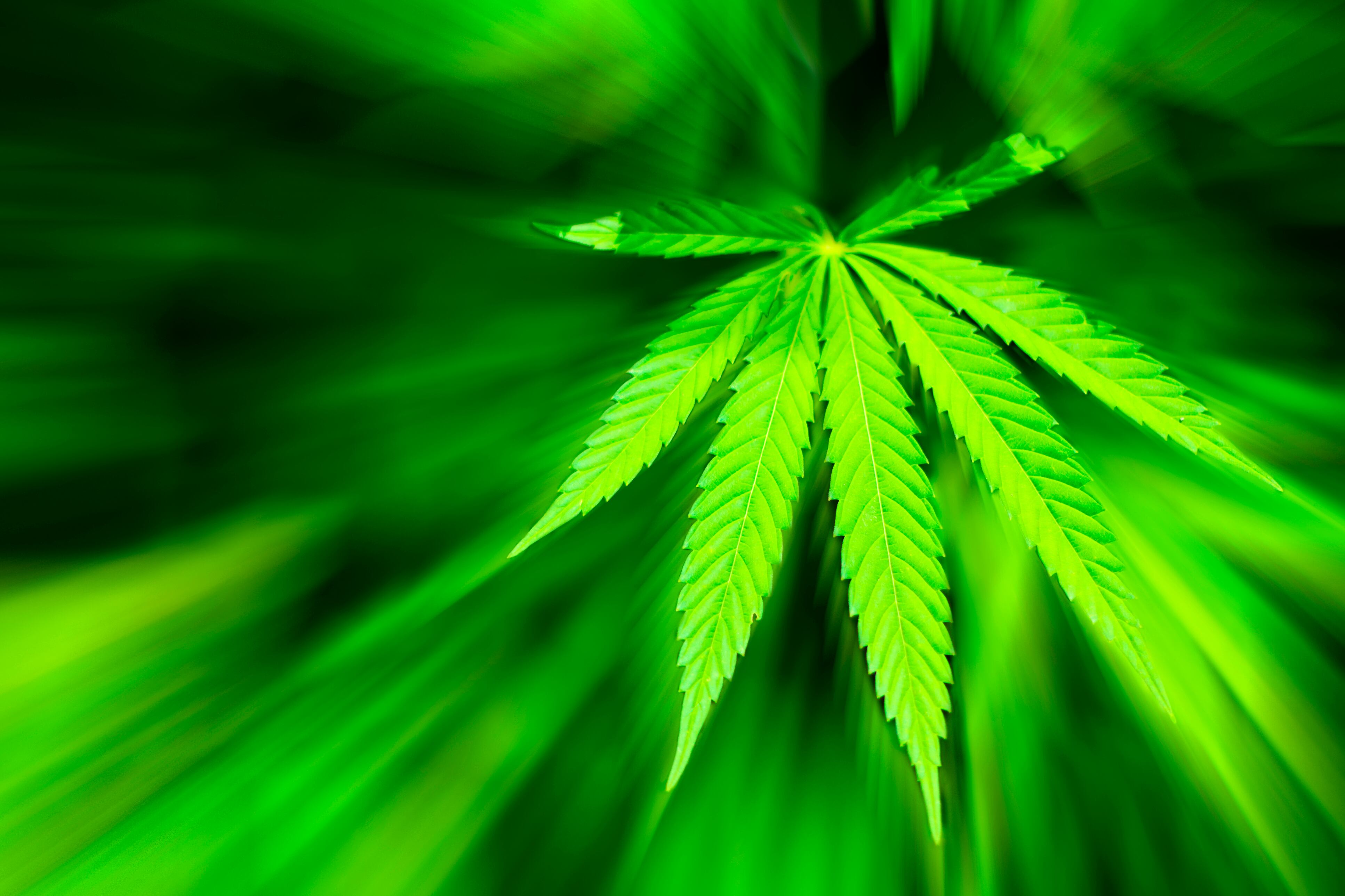 Derivado de maconha pode ser solução de algumas doenças